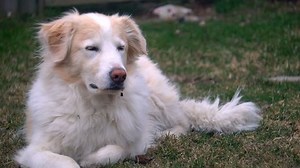 clip-26386022-beautiful-dog-friend-border-collie--pyrenees