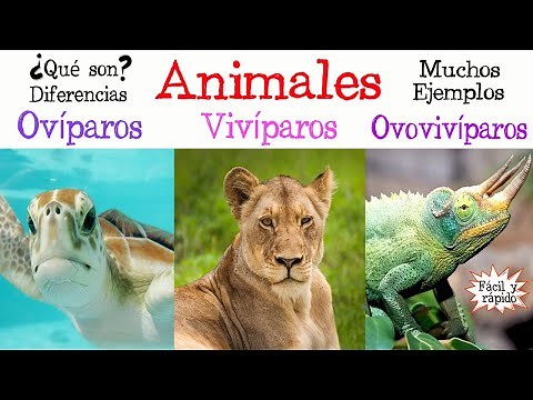🐝Oviparous, Viviparous, and Ovoviviparous Animals🐠 [Easy and Fast] | BIOLOGY |