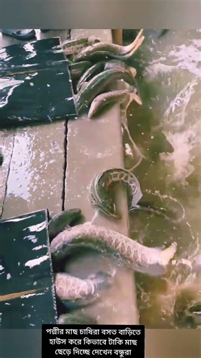 বসত বাড়িতেই টাকি মাছ চাষ! লাভের নতুন কৌশল 🔥