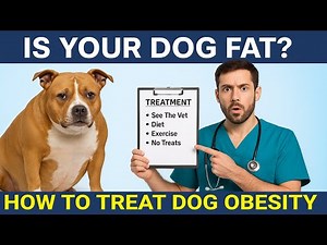 Is Your Dog Obese? Signs, Risks & How to Help Them Lose Weight