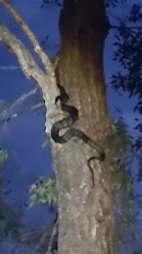 2K views · 21 reactions | Poor video quality Let's see if this sticks #snake #python #fuckthat | Something Shiny | Facebook