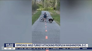 276K views · 4.5K reactions | A wild turkey is on a war path in Washington D.C. | The Daily Show | Facebook