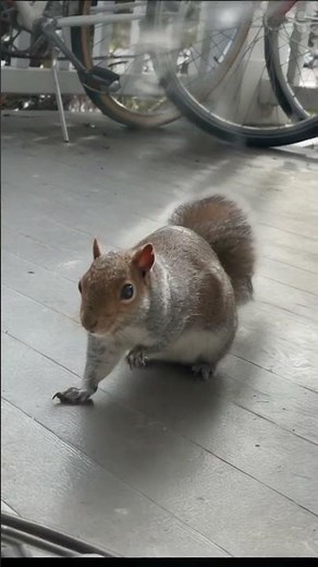 Squirrel morphing AI tutorial using free AI tools now in description #haiper #haiperai #aivideo
