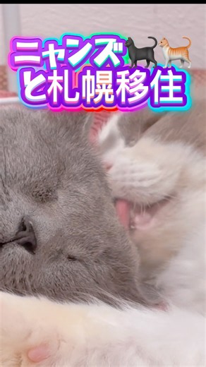 【40代最後の挑戦🔥】🔰🚗🙋‍♀️1人北海道旅✨ニャンズ🐈🐈‍⬛と札幌移住 荒れた石狩海岸と癒カピバラの旅✨ハプニング続出？！ #女1人 #40代 # 猫のいる暮らし#北海道ドライブ