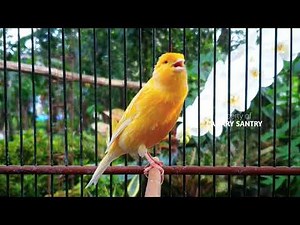 Canary Singing Therapy: The Most POWERFUL Canary Training❗❗