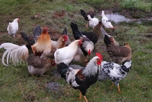 . Icelandic Chicken Ces oiseaux sont souvent caractérisés par une grande diversité de plumages. Ce sont des volailles rustiques, adaptées à divers climats, et elles pondent régulièrement des œufs, même pendant les mois les plus froids. La race islandaise est une race de plein air qui a besoin d'espace pour se percher et se déplacer.