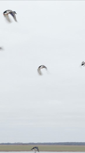 This is ducking awesome! 🦆 Arkansas 4-H partners with the Cache River National Wildlife Refuge to explore the Wonders of Waterfowl ➡️ https://youtu.be/TLSNjwFujhY?si | Arkansas Cooperative Extension Service