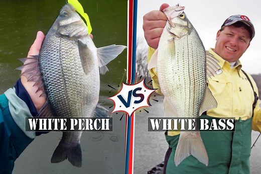 White Perch Vs White Bass: How to differentiate?