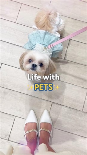 Being a pet parent means extra gear everywhere 😆🎒💖 Shop furbaby essentials at Pet Express! 🛍️