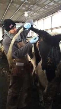 How to collect a bovine blood sample using tail venipuncture