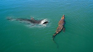 2M views · 48K reactions | BERANI MASUK LAUT AKHIRNYA BUAYA DISERANG IKAN HIU, 11 Momen GILA Hewan Terekam Kamera | CRC Channel | Facebook