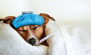 Dog Vomiting: Causes, Concerns, and Solutions