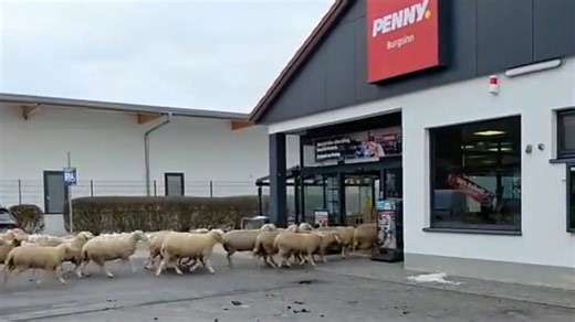 Flock of sheep storms discount store
