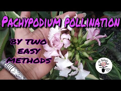 How to Hand Pollinate Pachypodium Flower by Two Methods ꟾ Pachypodium Pollination ꟾ Hand Pollination
