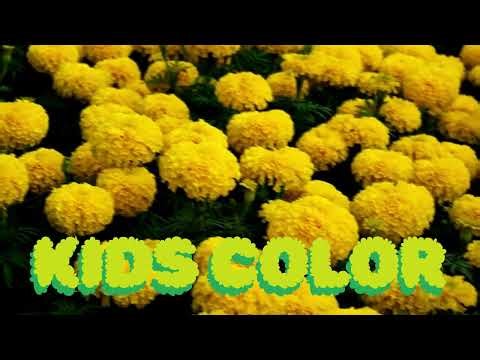 “Marigold Heart – The Flower of Light and Love”