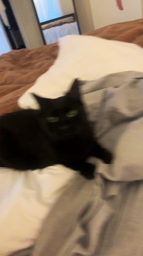 She woke me up moments before I went into an asthma attack. I usually don’t wake up ‘til its reaaallly bad. Did she know?! #catsoftiktok #cat #fyp