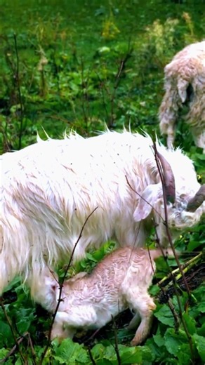 Momma goat feeding milk to its baby❤🐐 #youtubeshorts #animalstory #animallovers #nature