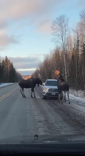 Dash Cam Captures Two Massive Moose Using Their Antlers to Shove a Parked Car Off a Frozen Road Whitehorse, Yukon – November 22, 2025 A driver traveling down a remote, snow-lined highway witnessed an extraordinary wildlife encounter when two full-grown moose began aggressively nudging a parked SUV with their antlers, eventually sliding the vehicle several feet across the icy shoulder. The dash-cam footage shows the SUV pulled slightly off the roadway as a pair of moose approach, towering over th