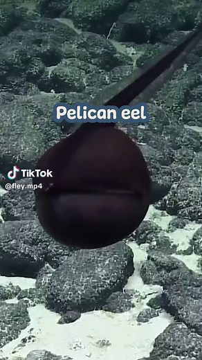 Big mouthed eel | Gulper Eel | #animals #facts #ocean #fyp #gulpereel #pelicaneel