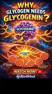 Why Glycogen Is Highly Branched? (Exam Favourite!) #glycogen #glycogenstructure