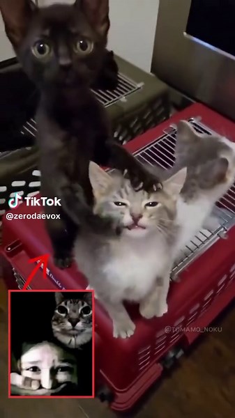 Exploring the Fun of Shitposts and Memes