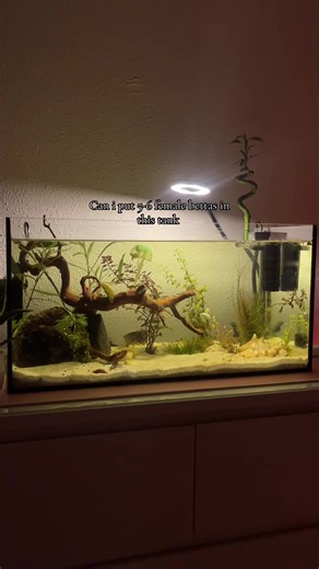 Creating a Stunning Betta Fish Tank Setup