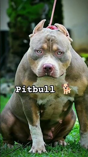 World's Cutest Pitbull Puppy 😍🐶 | Too Cute to Ignore ❤️ #shorts#Pitbull#PitbullPuppy#Dog#Dogs #Puppy