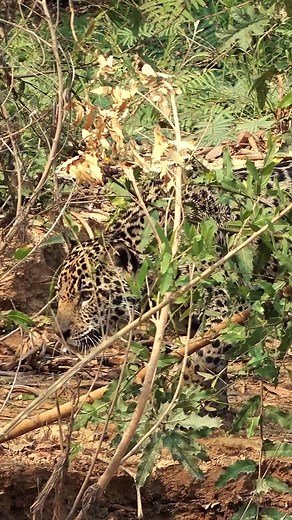 onça pintada no pantanal