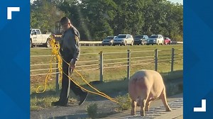Two escaped pigs cause traffic delay on Interstate 81