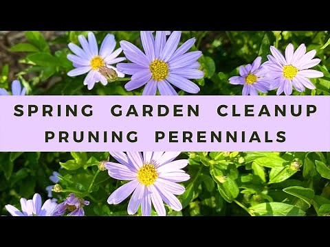 Spring Garden Cleanup: Pruning Perennials