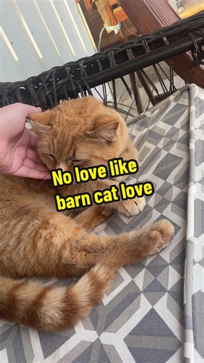 Barn cats are truly the best of any breed. I have yet to meet a barn cat that hasn’t stolen my heart and been the sweetest thing ever. Sunny here is a kissy type and I adore them. #fyp #cat #barn #barncat #orangecat