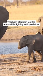 8.4K views · 137 reactions | The elephant's trunk is an incredible...