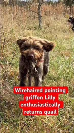 Hunting wirehaired pointing griffon fetches quail #wirehairedpointinggriffon