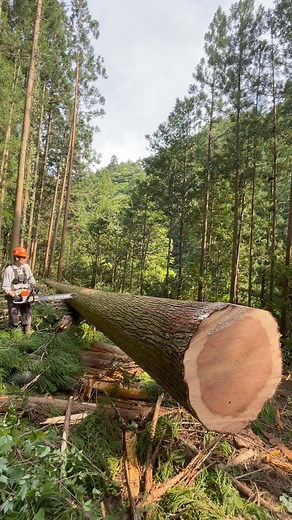 ##logger #timberfalling #treecutting | Jump Car