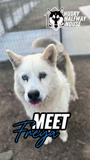 Freya is here to remind everyone that age doesn't have to define you. Her shelter picture was heartbreaking to look at and when she found herself on death row at the OKC shelter, Jenni tagged her immediately. As soon as Mike got her into the van, Freya’s face broke into a huge smile—it was like looking at a completely different husky. Since she arrived, Freya has dazzled us with her charm and spunky personality—so much so that she’s earned the title of "Sassiest Girl" from Carter, the H3 team me