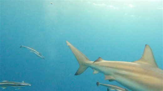 🌊 Fish Fact Monday: Oceanic Blacktip Shark 🦈 This week’s video features one of the ocean’s most sleek and energetic predators - the Oceanic Blacktip Shark (Carcharhinus limbatus). Fast, curious, and beautifully streamlined, these sharks are an incredible sight in open water! ✨ Interesting Facts: 🖤 Signature Black Tips: As their name suggests, oceanic blacktips are easily recognised by the black markings on the tips of their fins, especially the dorsal and tail fins. ⚡ Speed & Agility: They ar
