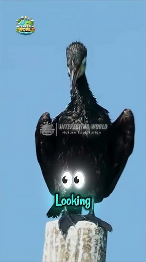 🐟 Cormorants: Incredible Natural Divers You Must See!