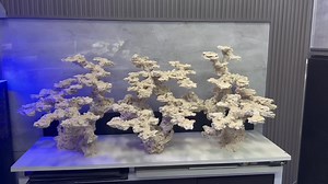 Custom Reef Scaping Designs for Your Aquarium