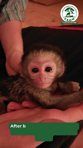 From Rescue to Motherhood In September 2022, tiny Poppi was brought to CROW, abandoned, scared, and in need of care. Our team raised and rehabilitated her with love, giving her a second chance at life in the wild. Now, three years later, Poppi’s story has come full circle. On the 26th of October 2025, she gave birth to a beautiful baby named Sunny! Seeing Poppi become a mother is a powerful reminder of what rescue and rehabilitation can achieve, hope, life, and a brighter future for our wildlife