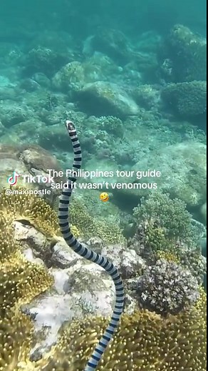 Understanding the Deadly Sea Krait in the Philippines
