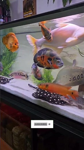 Oscar fish tank setup #chiclids #clownfish #fishtank #aquarium