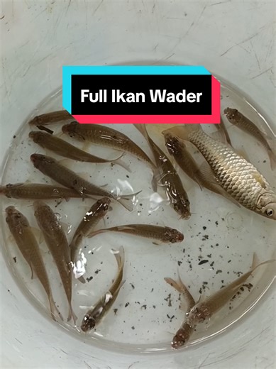 Full Ikan Wader #mancing #mancingikan #mancingwader #mancingliar #mancingmania