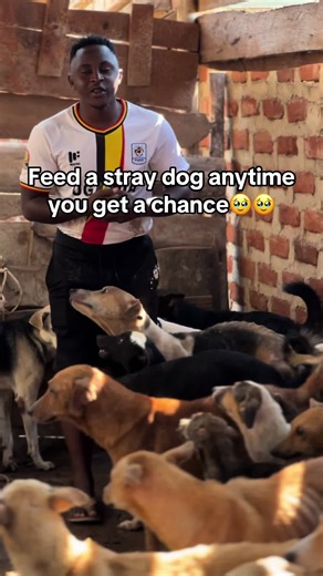 Peace Of Mind Dog Rescue on TikTok