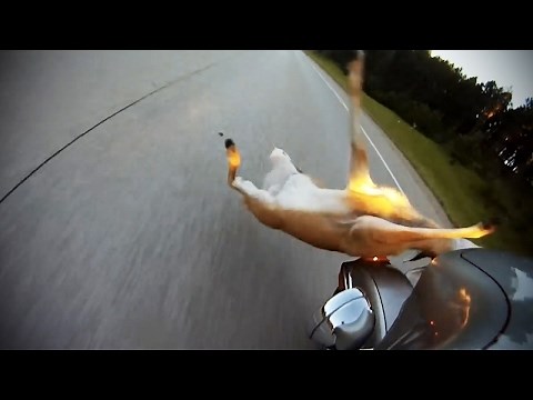 Animals Hit By Cars 😱 Animal Car Crashes [TNT Channel]