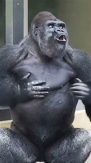 Huge Silverback Gorilla Shows Affection to Female 🦍❤️ #funny #gorilla #comedyfilms #funny #viral