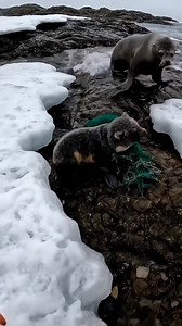Sea Lion Cub Trapped in Net Rescued Just in Time. #AnimalRescue #SeaLion #WildlifeProtection #shortsreels | Heartfelt Stories