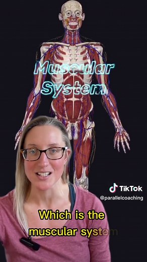 There are 8 systems that make up the human body and your anatomy exam. Let’s layer them on: 1. Skeletal System = The bones and joints 2. Connective Tissue = Tendons Ligaments and Fascia 3. Cardiovascular System = Heart, Arteries, Veins and Capillaries 4. Respiratory System = Lungs 5. Endocrine System = Hormones and hormonal glands 6. Digestive System = The passage of food and turning the food into fuel. 7. The Nervous System = Controls all other systems and is comprised of the brain and nerves. 