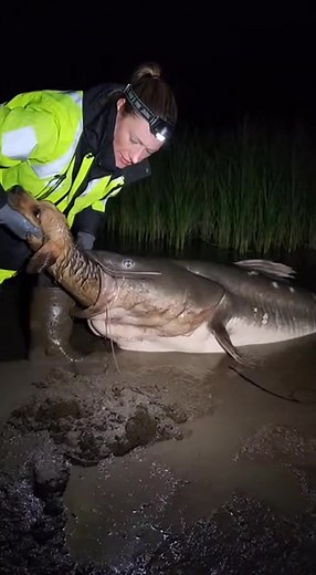 208K views · 1.3K reactions | 勞 Woman Pulls Dog from MOUTH of GIGANTIC Catfish! (Unbelievable Rescue) | Maddison Jasmine | Facebook