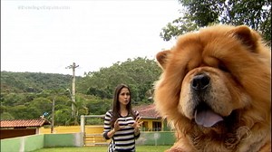 561K views · 4.9K reactions | IMAGENS FORTES! Vídeo levanta polêmica sobre suposto comportamento agressivo de cães da raça Chow Chow • Acompanhe a programação da Record TV 24h por dia e as íntegras de todos os programas pelo celular, tablet ou computador no PlayPlus. Acesse: PlayPlus.com #VejaNoPlayPlus | RECORD | Facebook