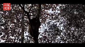 At 15:20 on December 9, a 4.6-magnitude earthquake occurred in Anzhou District of Mianyang City, Sichuan Province. It can be seen from the video that the pandas were eating bamboo at the moment of the earthquake, then they dropped the bamboo immediately and climbed the tree as quickly as possible, presenting to the audience a true spectacle as they shot up to the top of the trees in seconds. Some netizens said the pandas’ reaction was too quick, that they even did not know what happened.（Source: